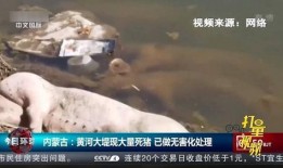 死猪新闻爆料视频播放,真相背后引发公众关注